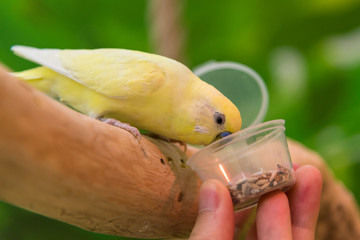 Parrot feed with hands