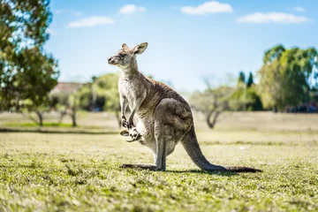 Raamstickers Kangoeroe met joey in buidel in land Australië - het vangen van de natuurlijke Australische kangoeroes buideldieren. © PixAbound