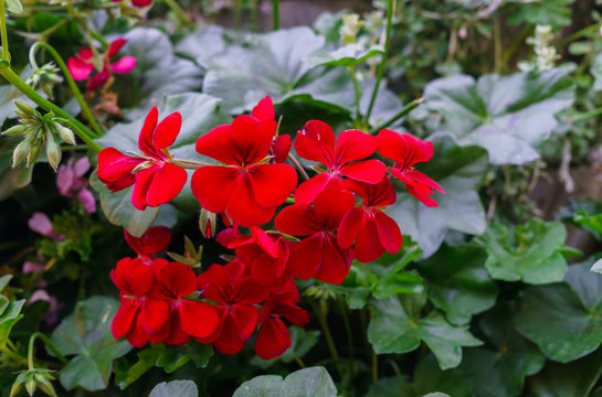 A beautiful multi-colored pelargonium on a flower bed