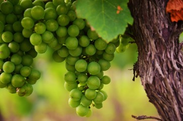 Beautiful bunch of green grapes taken in the vineyards in the beginning of summer. The grapes are still unripe and need some time before harvesting.