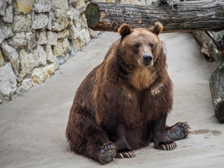 Brown big bear