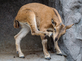 Mountain young goat