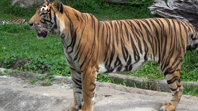4K Movie of The Bengal tiger, also called the royal Bengal tiger (Panthera tigris), is the most numerous tiger subspecies. It is the national animal of both India and Bangladesh.