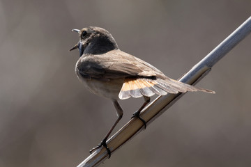 Bluethroat  standing on the reed. Colored bird sings the song. Animal and Nature Background. Wildlife.