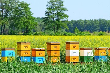beautiful colorful hives in the rape field
