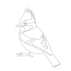 himalayan tit bird vector illustration  coloring book line 
