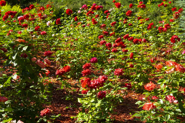 The beautiful and colorful blossoms blooming the flower nursery in spring