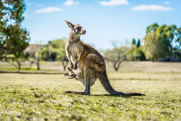 Keuken spatwand met foto Kangoeroe met joey in buidel in land Australië - het vangen van de natuurlijke Australische kangoeroes buideldieren. © PixAbound
