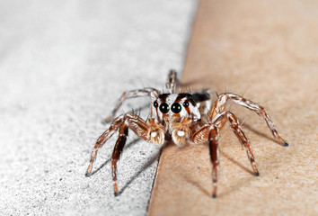 Macro Photo of Jumping Spider on The Ground