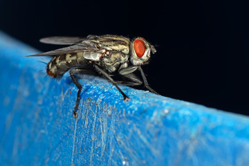 Macro Photo of House Fly Isolated on Background