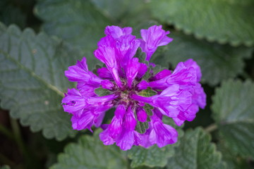 Flowers in town. In the Park on the Petrograd side of St. Petersburg.