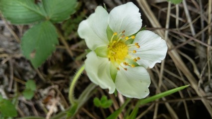 лесная красавица