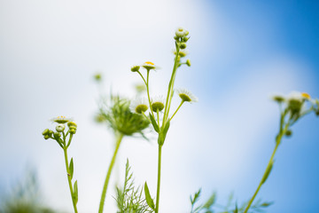 Wildblumen mit blauem Himmel