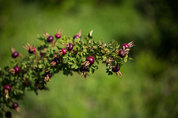Wildblumen, Beeren