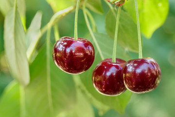 ripe cherries on the tree