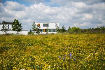 Compensation area in the new development area, wildflower meadow