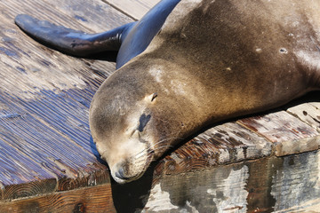 A sea lion lies lazily on a raft and bathes in the sun. Sea Lions at San Francisco Pier 39 Fisherman's Wharf has become a major tourist attraction.