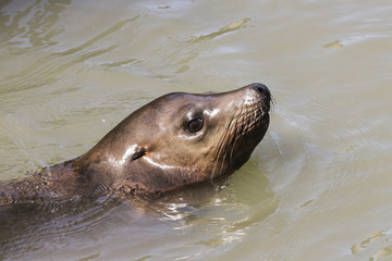 Obraz premium A sea lion swims past the pier and looks out of the water. Sea Lions at San Francisco Pier 39 Fisherman's Wharf has become a major tourist attraction.