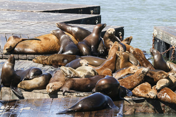 Many sea lions lie on a raft and bathe in the sun. Sea Lions at San Francisco Pier 39 Fisherman's Wharf has become a major tourist attraction.