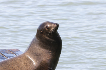 Obraz premium A sea lion sticks its head in the air and enjoys the sunbeams. Sea Lions at San Francisco Pier 39 Fisherman's Wharf has become a major tourist attraction.