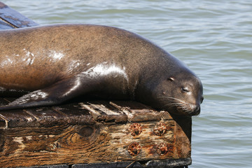 A sea lion lies lazily on a raft and bathes in the sun. Sea Lions at San Francisco Pier 39 Fisherman's Wharf has become a major tourist attraction.