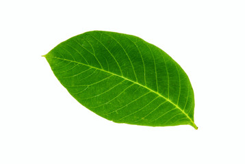 Fototapeta na wymiar single walnut green leaf on white background conceptual abstract photo