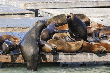 Fototapeta premium Two Sea Lions fight on a raft for the ranking. Sea Lions at San Francisco Pier 39 Fisherman's Wharf has become a major tourist attraction.
