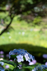 あじさいクローズアップ03