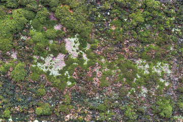 Mossy green on cement background. Mossy detail