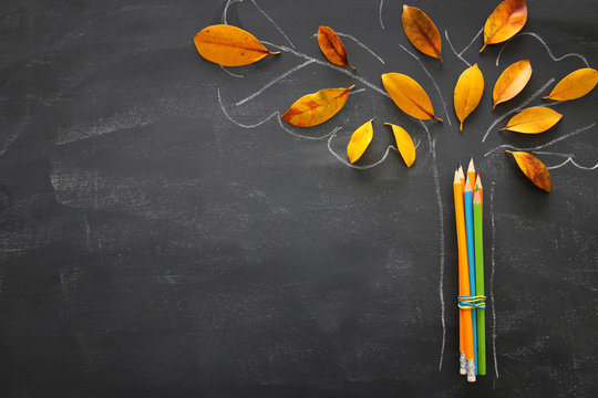 Back to school concept. Top view image of pencils next to tree sketch with autumn dry leaves over classroom blackboard background