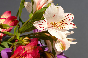 White flowers alstroemeria on a black background. Macro. The flower of alstroemeria blooms.