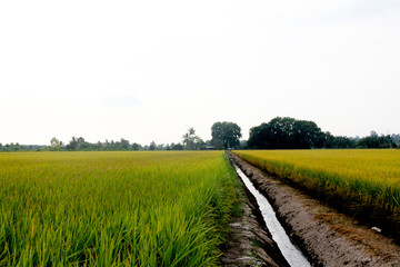Obraz premium Green Padi Field In Sekinchan, Selangor