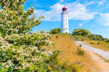 Fototapeta na wymiar Path to Dornbush lighthouse in spring landscape with flowers on northern coast of Hiddensee island, Baltic Sea, Germany