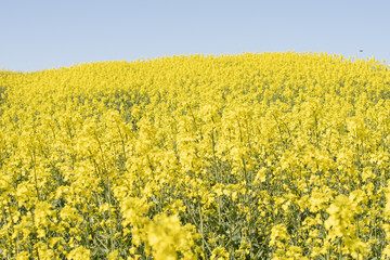 Obraz premium Rapeseed