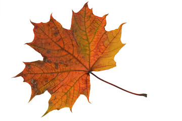 one fallen maple leaf on white background