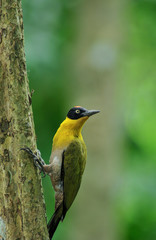 Black-headed woodpecker