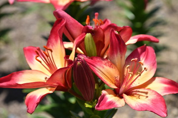 百合の花（ハートストリングス）