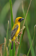 Asian golden weaver, male