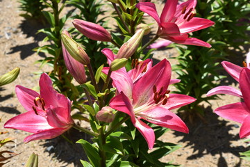 百合の花（アルバタックス）