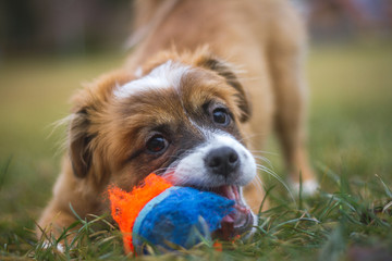 Welpe beim spielen