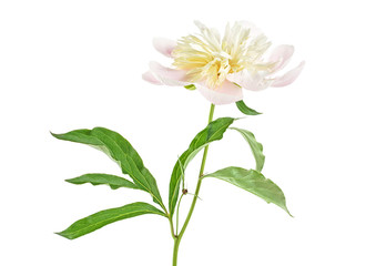 White peony flower isolated on a white background