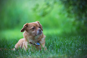 Mischlingshund liegt in der Wiese