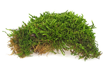 Green moss isolated on a white background, closeup.