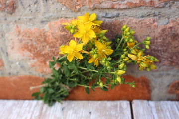 Fototapeta na wymiar Yellow St. John's wort flowers