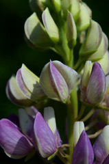 Obraz premium Blue Lupin flowers in a spring meadow