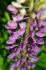 lupinus flower summer time