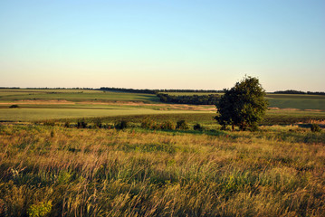 Tree on the lawn in the green-yellow grass, hills on the horizon, bright blue sky, summer, Ukraine