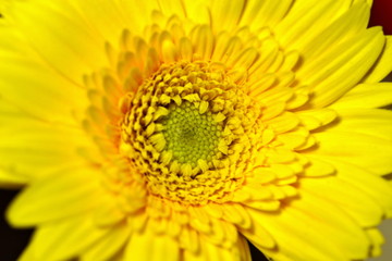 黄色のガーベラの接写です