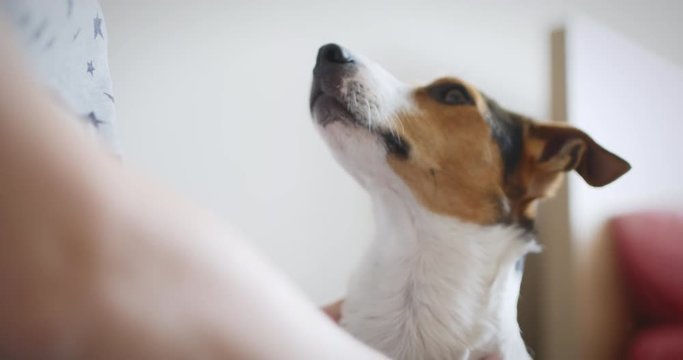 Pregnant woman gently communicates with her dog Jack Russell Terrier