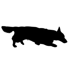 Welsh Corgi dog silhouette on a white background